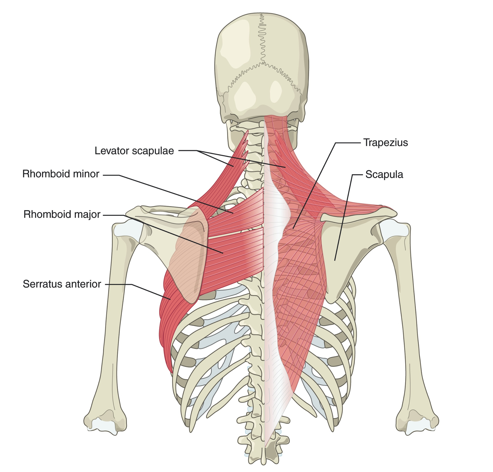 Болит мышца спины справа. Дорсальный нерв лопатки защемление. Болит лопатка. Под лопаткой. Болит мышца под лопаткой.