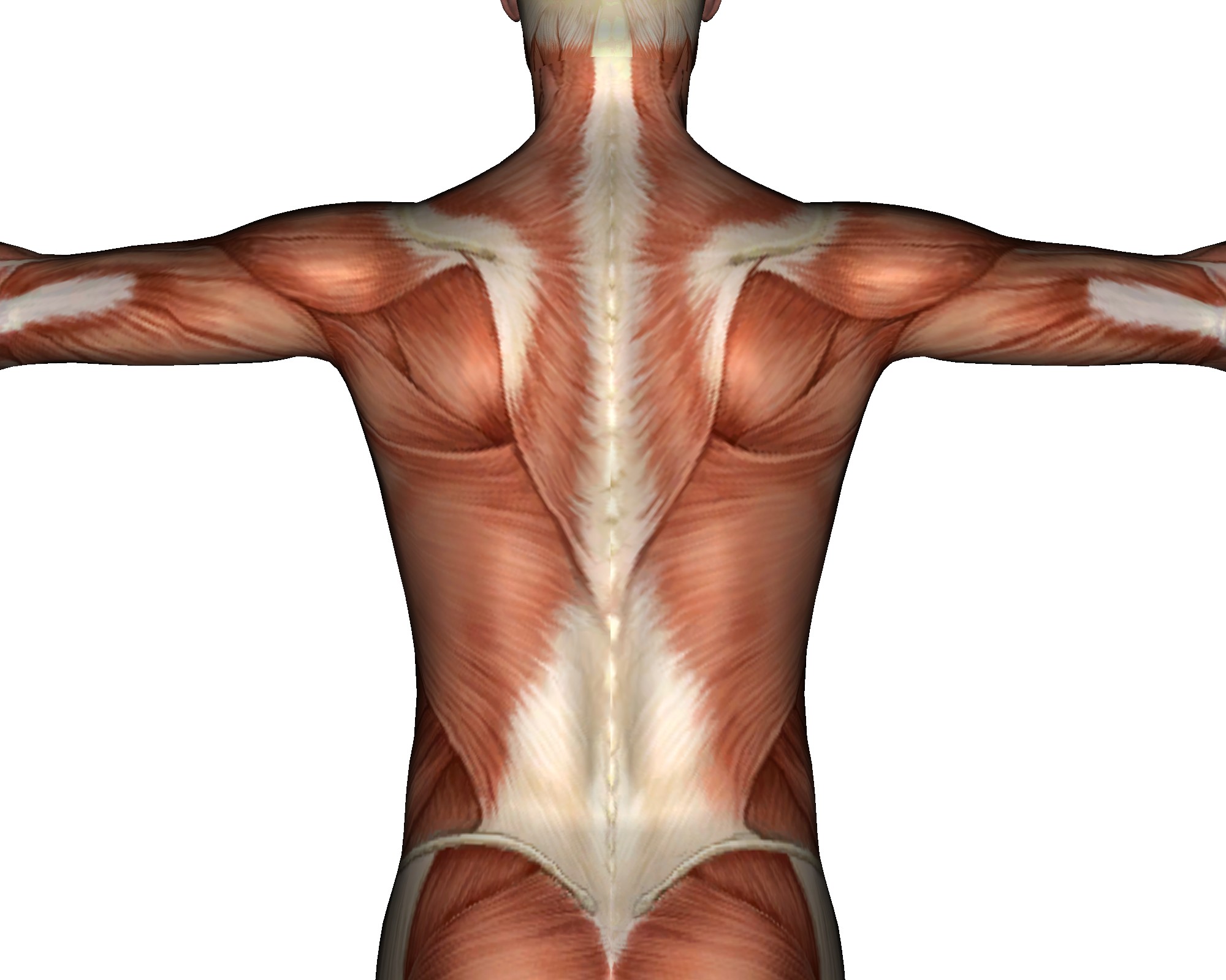 Фасции спины. Мышцы спины анатомия человека. Апоневроз широчайшей мышцы спины. Мышцы спины анатомия человека для массажа спины. Мышцы шейно плечевого пояса.