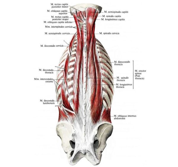 Мышцы спины, шеи и подзатылочные мышцы