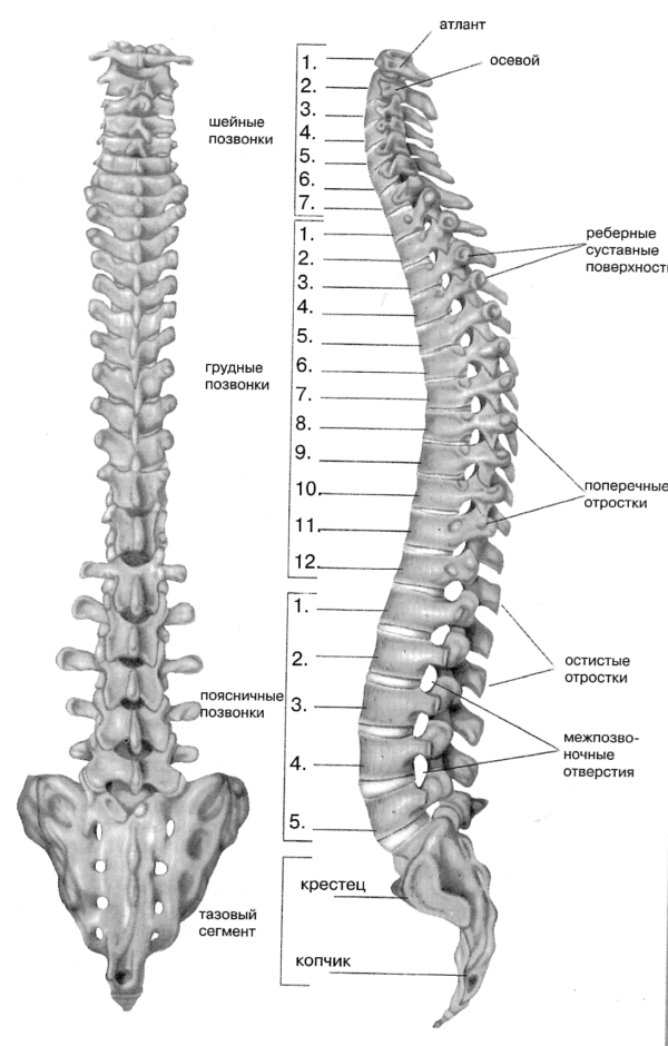 Основная часть скелета туловища, служит органом опоры и движения, вместилищем спинного мозга
