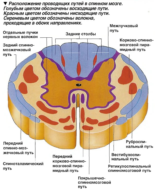 Белое вещество головного и спинного мозга образуют. Поперечный разрез спинного мозга проводящие пути. Проводящие пути спинного мозга схема. Спинной мозг в разрезе проводящие пути. Проволящие путь спинного мозга.