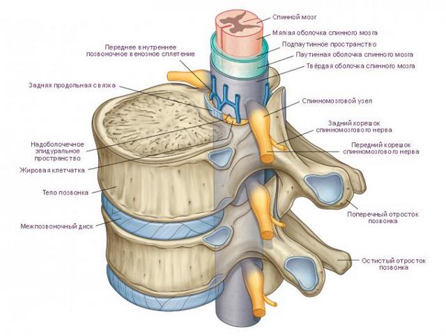 Изображение спинного мозга и его строения