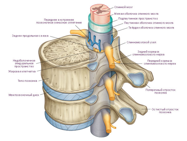 Позвоночный канал является вместилищем для спинного мозга, его корешков и сосудов