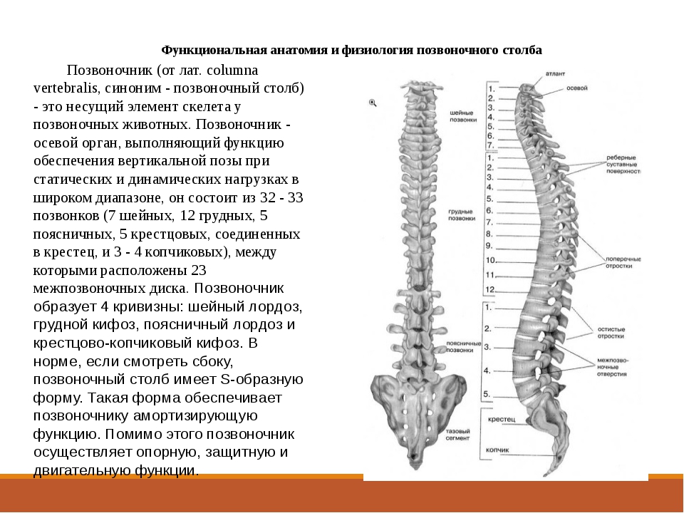 Шейный отдел кости скелета. Позвоночный столб строение и функции. Анатомическое строение, функции позвоночного столба. Позвоночный столб анатомия функция. Позвоночный столб и строение позвонка.