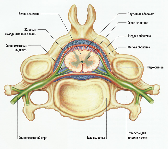 Рассмотрите рисунок 77 найдите спинномозговой канал центральный