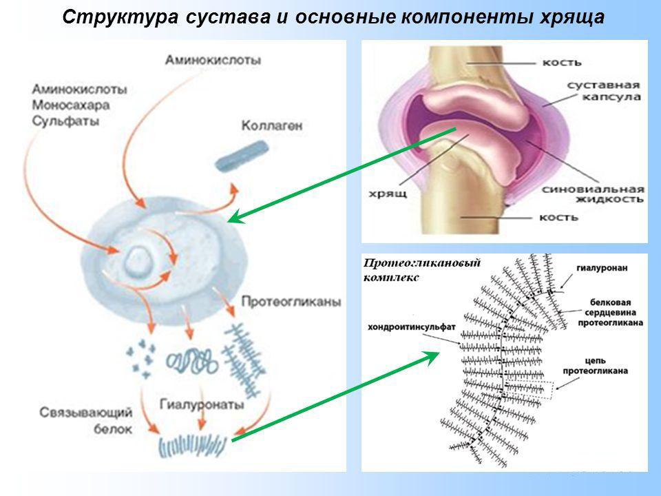Сустав человека схема