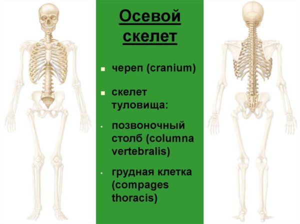 Осевой скелет