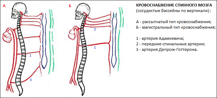 Кровоснабжение спинного мозга схема