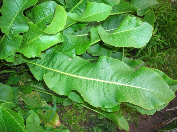 Лечение позвоночника хреновыми листьями thumbnail