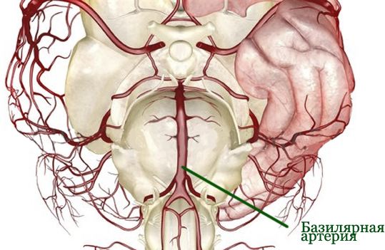Местонахождение базилярной артерии