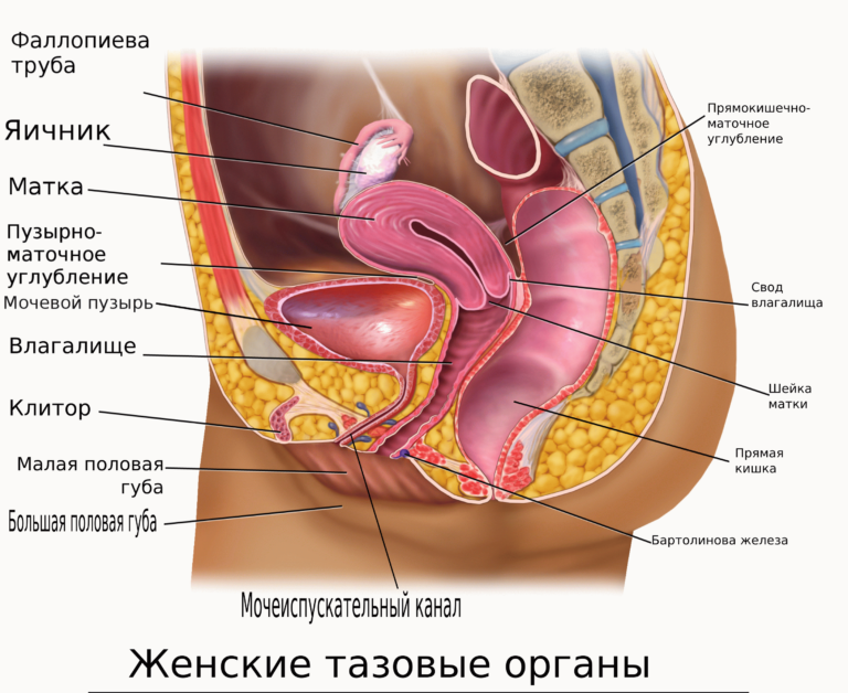 Область малого таза у мужчин где находится картинка