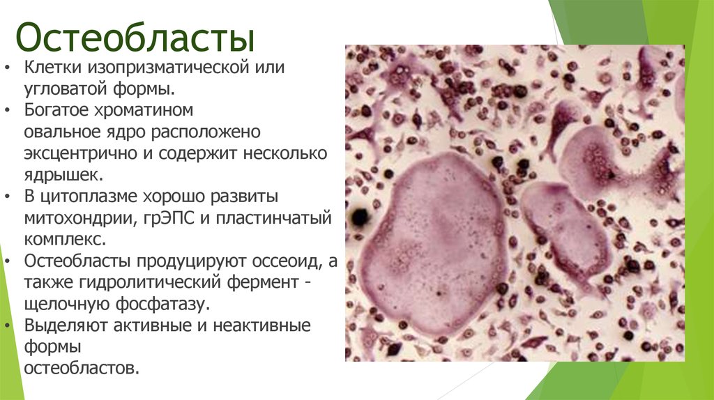 Костные клетки. Клетки костной ткани остеокласты. Остеобласты – клетки костной ткани. Костная ткань остеоциты остеобласты и остеокласты. Строение костной ткани остеобласты.