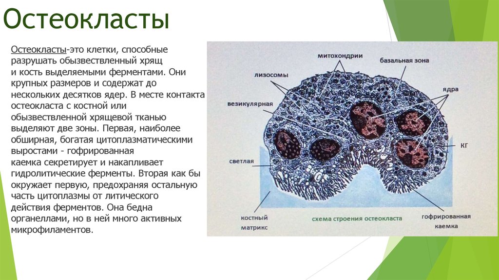 Ткань ядра клетки. Остеокласты разрушают костную ткань. Остеокласт строение гистология. Клетки костной тканей функции остеокласты. Строение костной ткани остеоны, остеобласты, остеокласты.