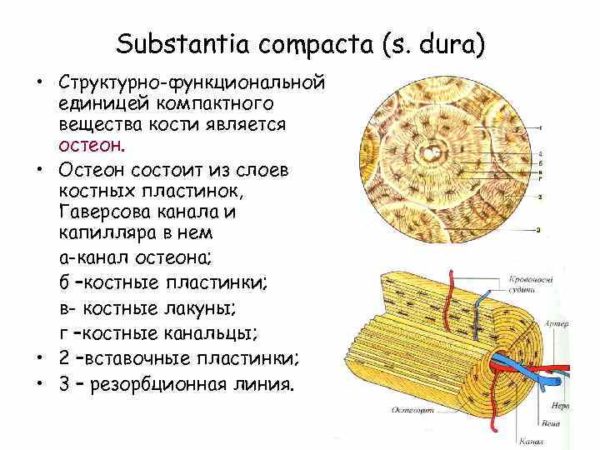 Остеон кости