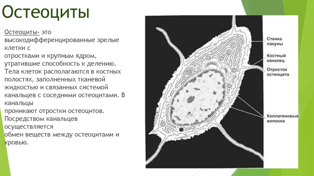 Схема строения остеобласта