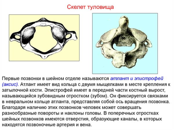 Первые два позвонка шеи - атлант и эпистрофей