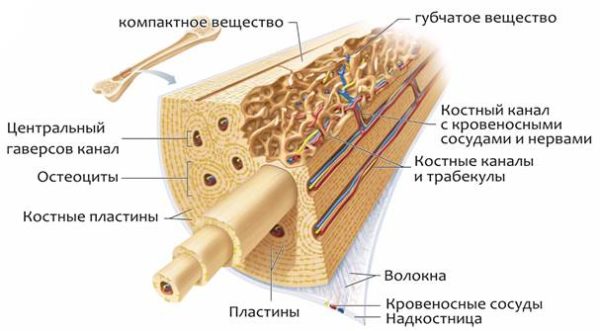 Строение кости