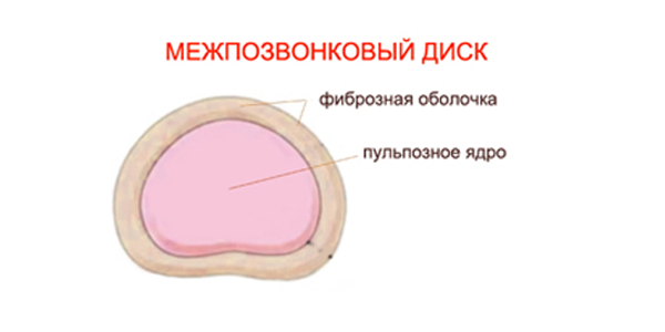 Строение межпозвонкового диска