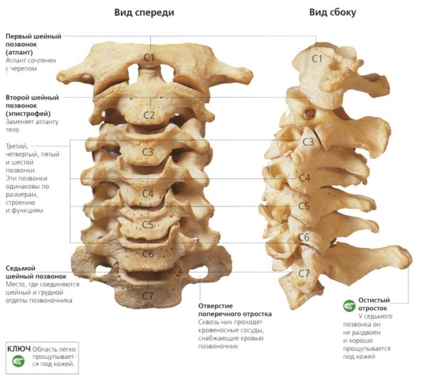 Схема шейного отдела позвоночника