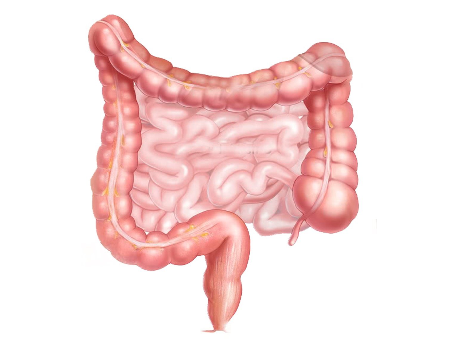Толстый кишечник анатомия картинка