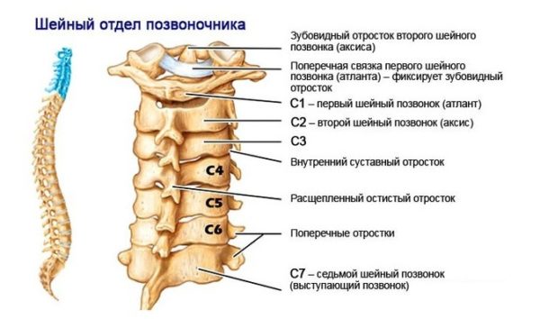 Шейный отдел позвоночника