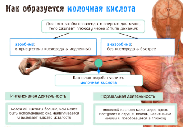 Образование молочной кислоты в мышцах