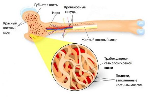 Остеосклерозом в основном поражаются длинные трубчатые кости