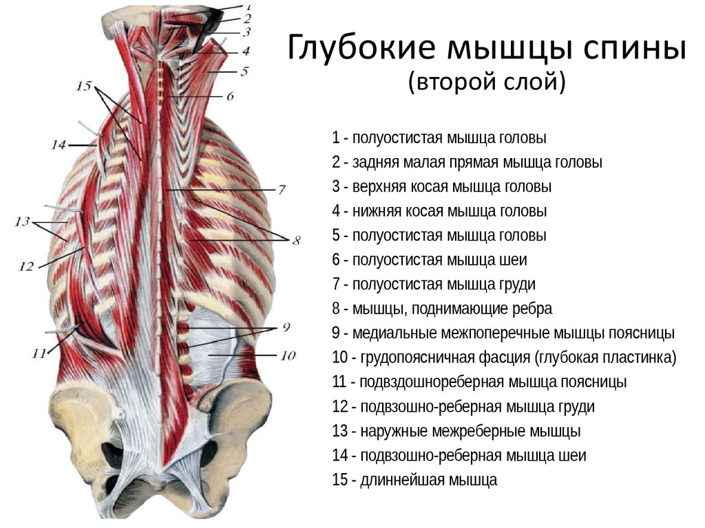 Мышцы спины глубокие схема