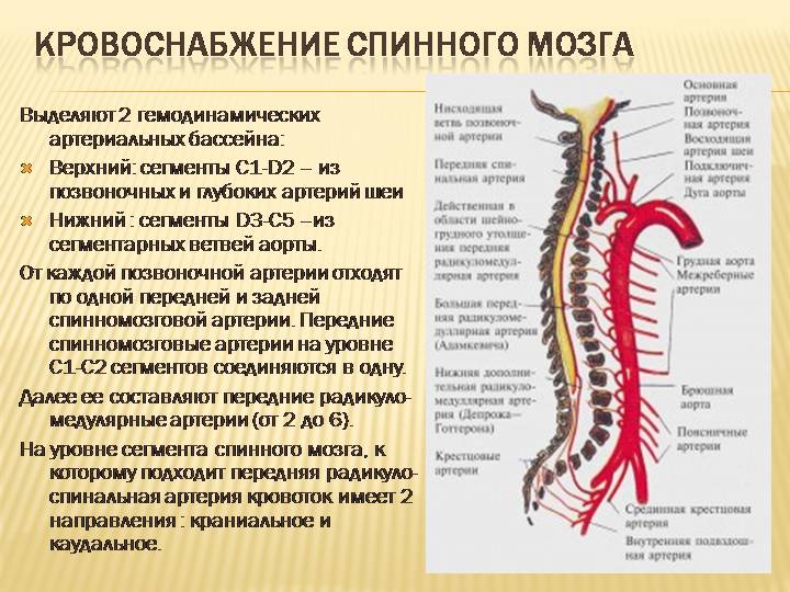 В позвоночнике выделяют отделы. Шейный отдел спинной мозг кровоснабж. Артерии и вены спинного мозга. Позвоночный столб кровоснабжение. Кровоснабжение шейного отдела спинного мозга.
