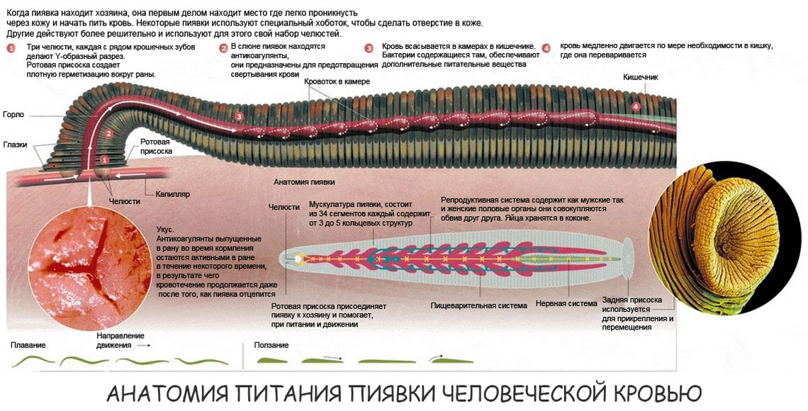 Пиявка строение рисунок