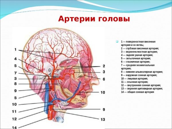 Артерии головы