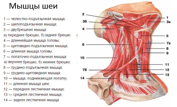 Строение мышц шейного отдела позвоночника