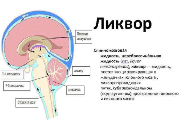 Ликвор